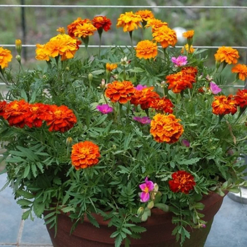Fransk tagetes 'Petite', blandning