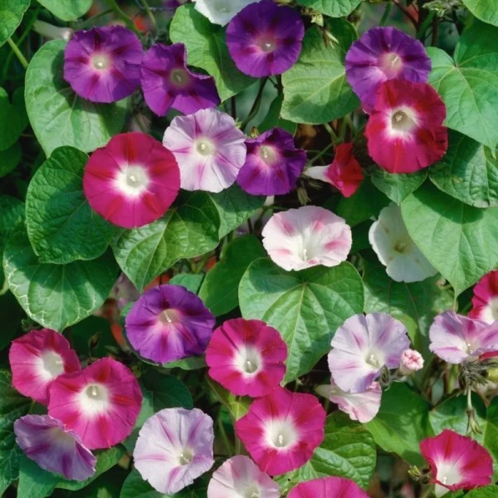 Blomman för dagen Ipomoea nil – mix