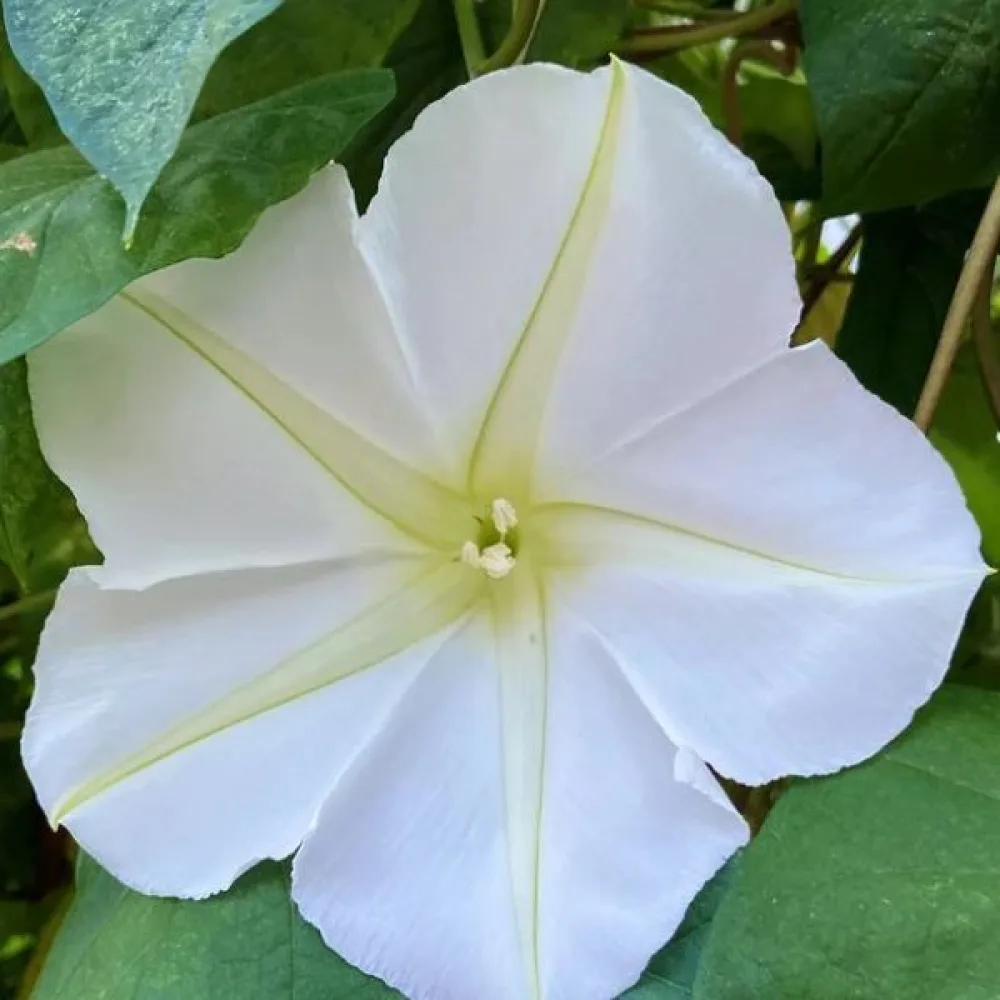 Blomman för dagen Ipomoea noctiflora – vit