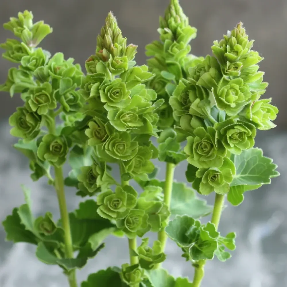 Musselblomma Moluccella laevis