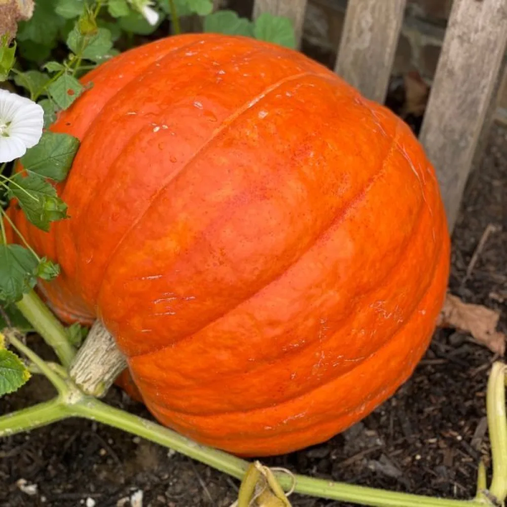 Pumpa 'Atlantic Giant'