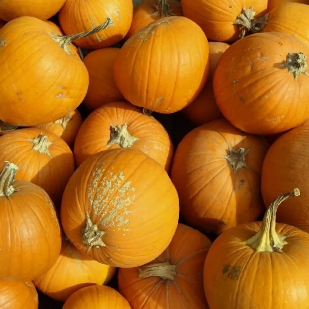 Pumpa 'Otylia F1'