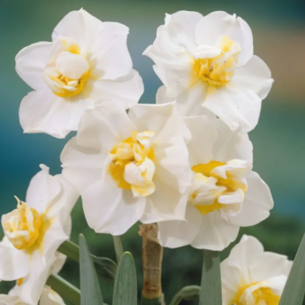 Narciss 'White Cheerfulness'