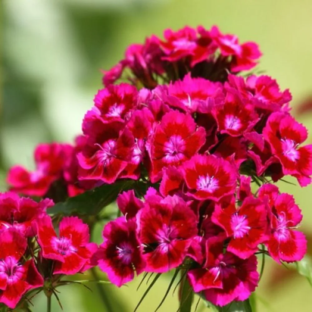 Borstnejlika 'Oeschberg' – violett