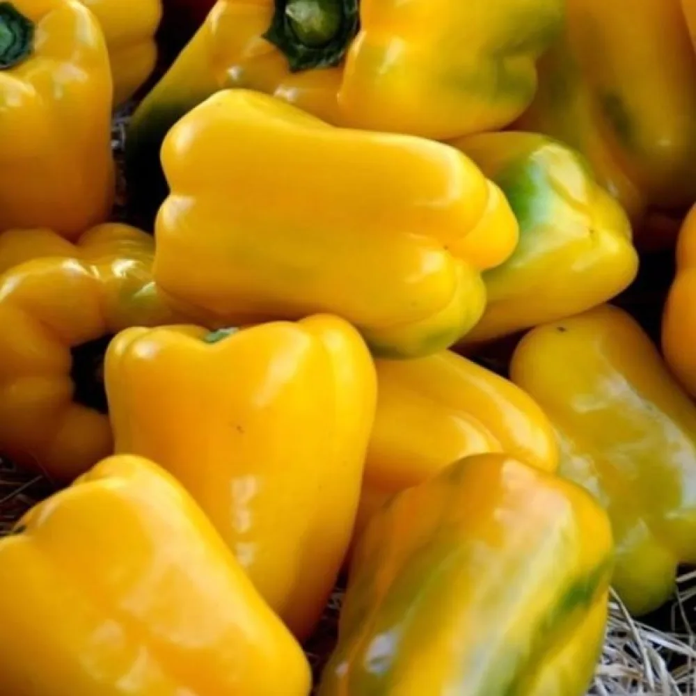 Paprika 'Quadrato d'Asti Giallo'