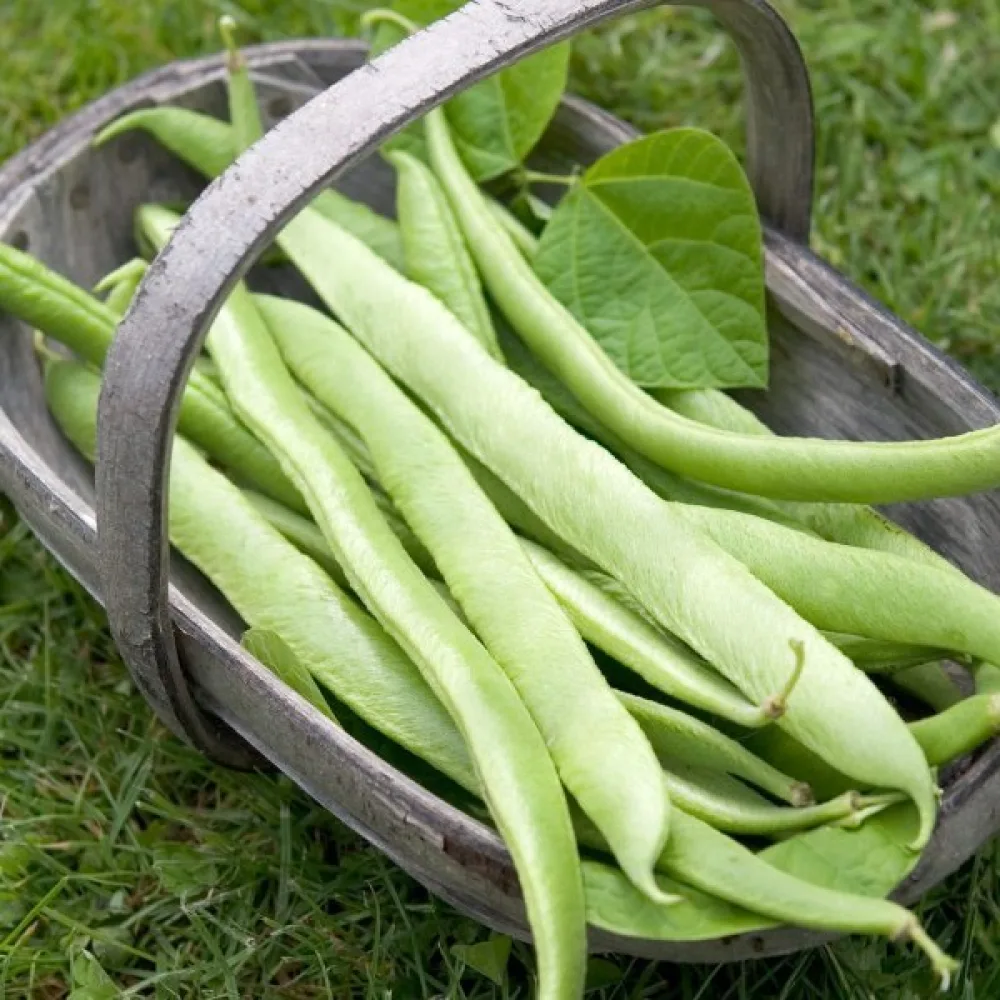 Rosenböna 'Westa'