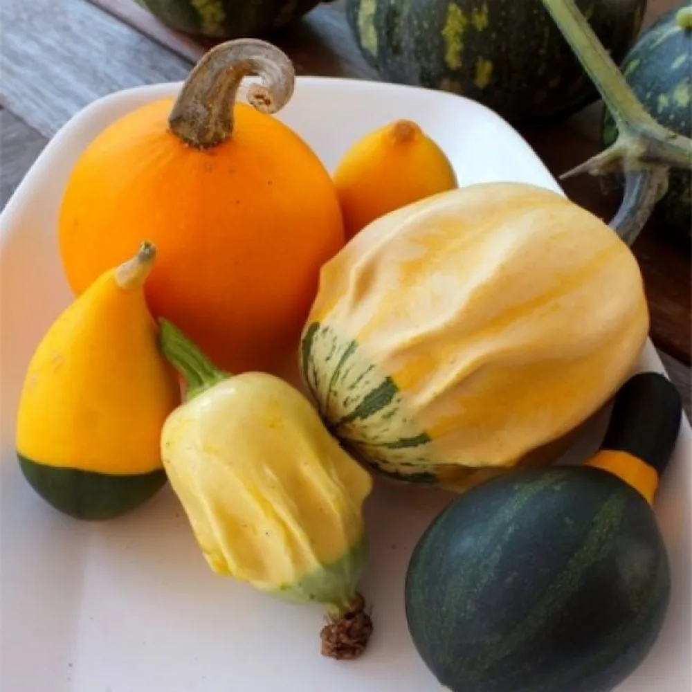 Pumpa, vårtiga – blandning