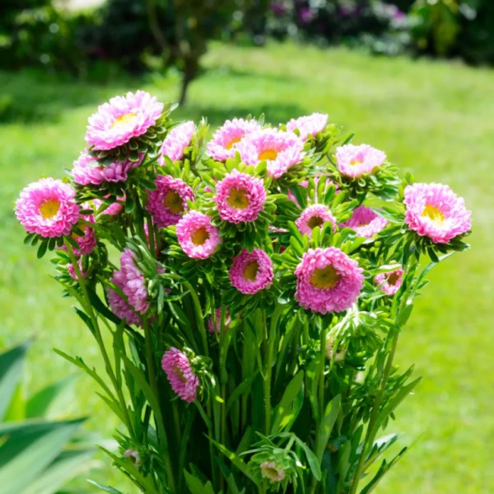 Sommaraster 'Baronesse' – rosa