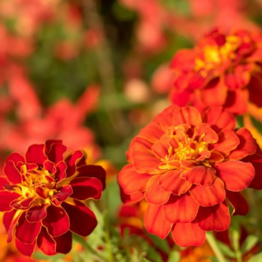 Fransk tagetes 'Carmen'