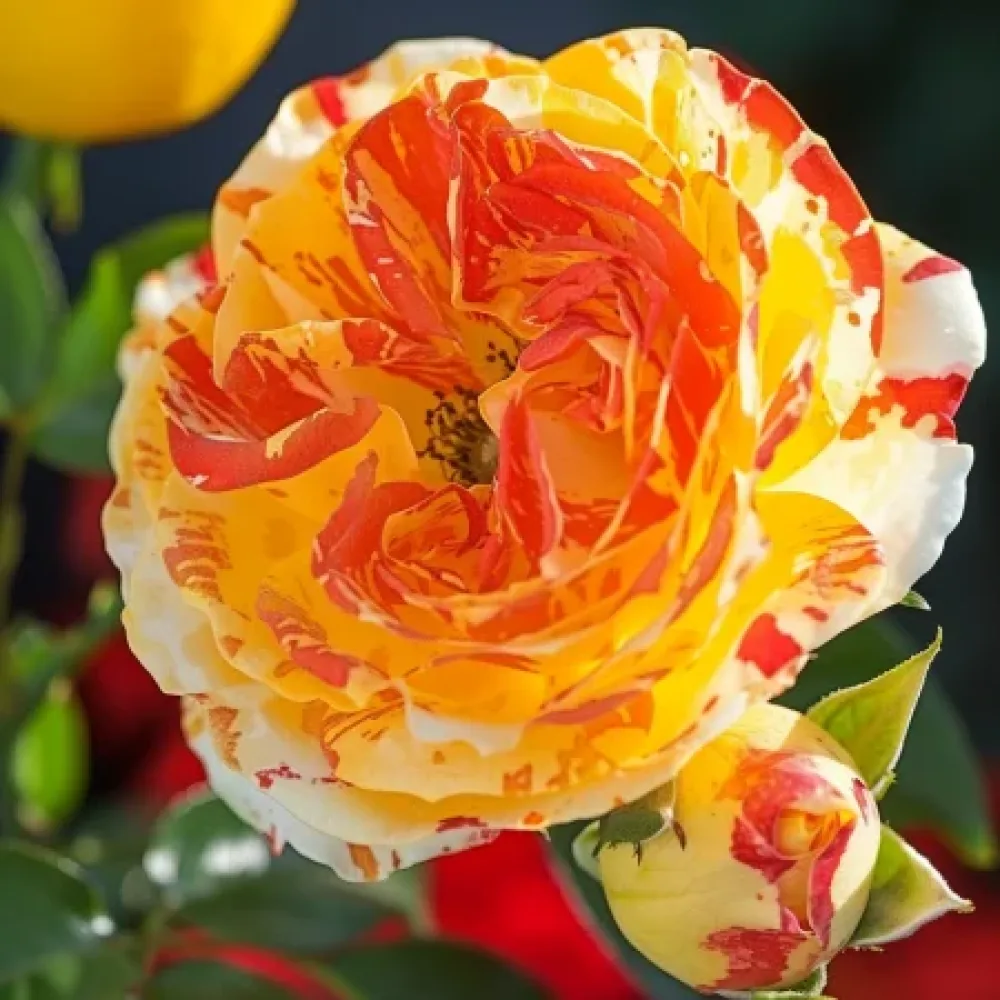 Ros 'Tropical Delight' – barrotad