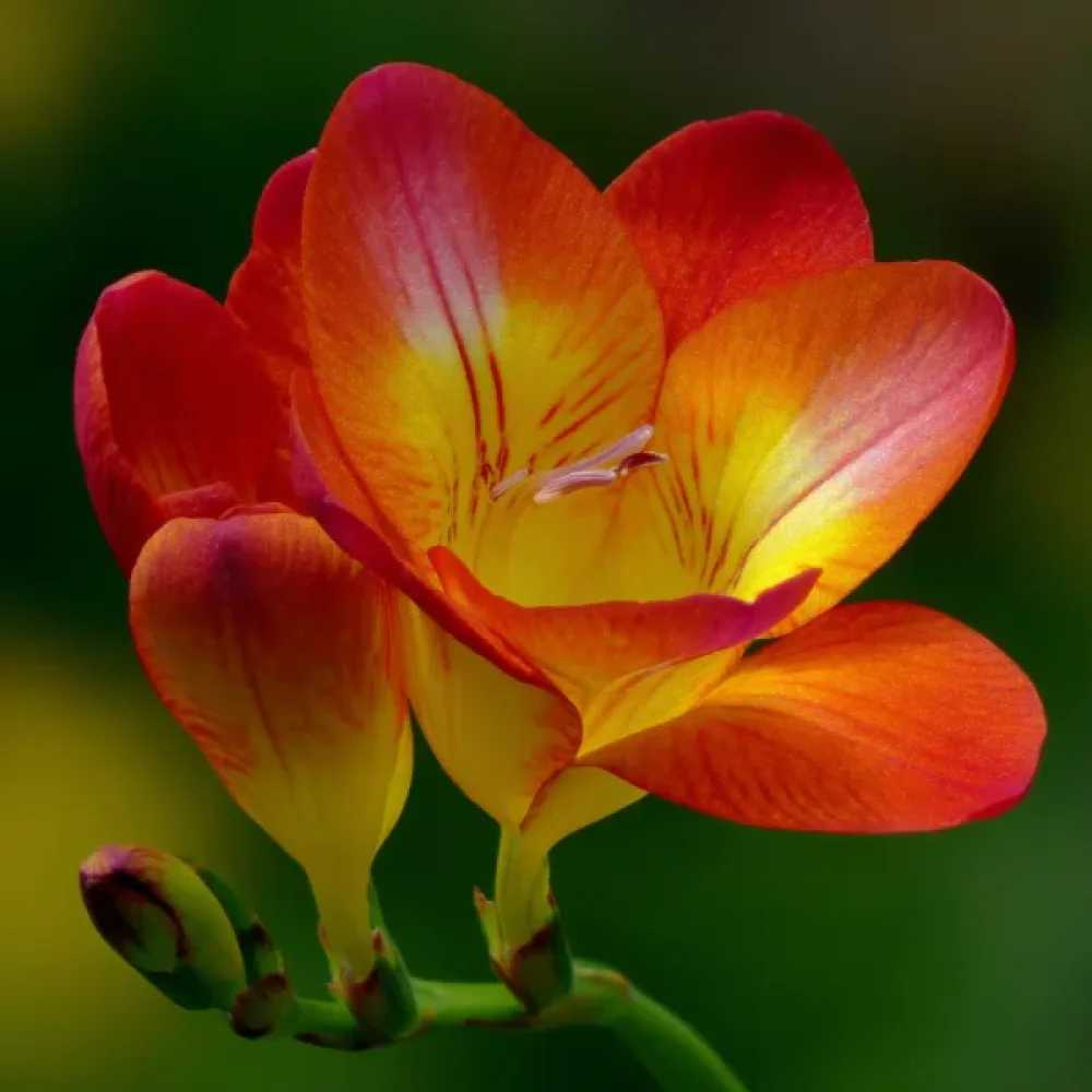 Freesia 'Orange Single'