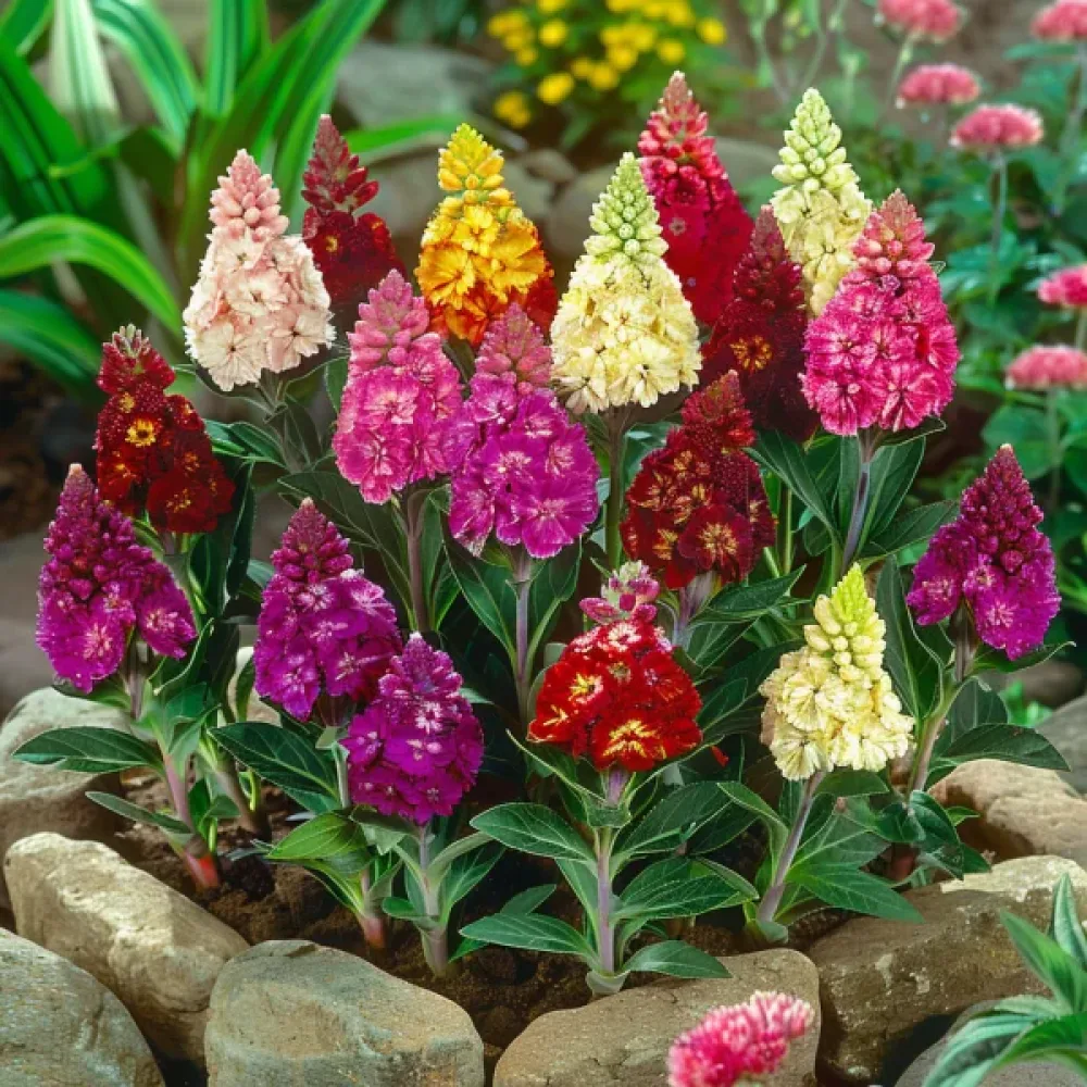Tuppkam Celosia argentea cristata, mix