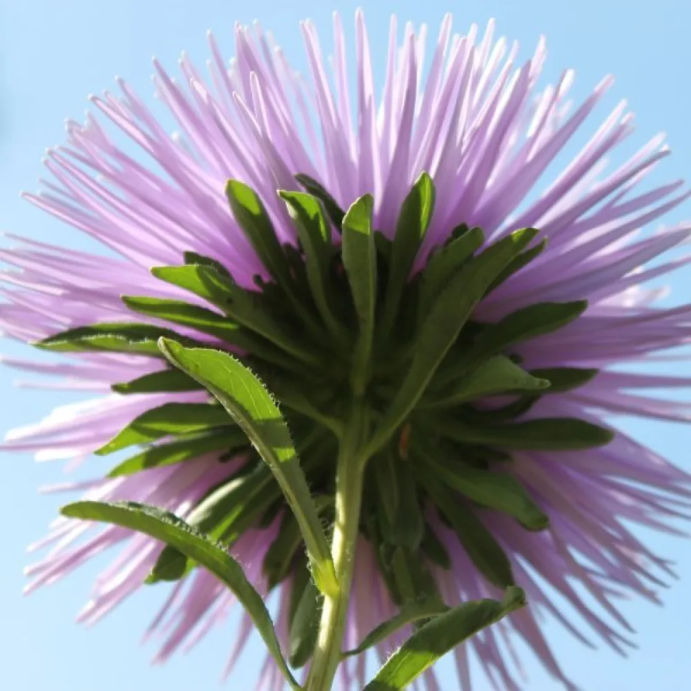 Sommaraster 'Giant Ray' – silverblå