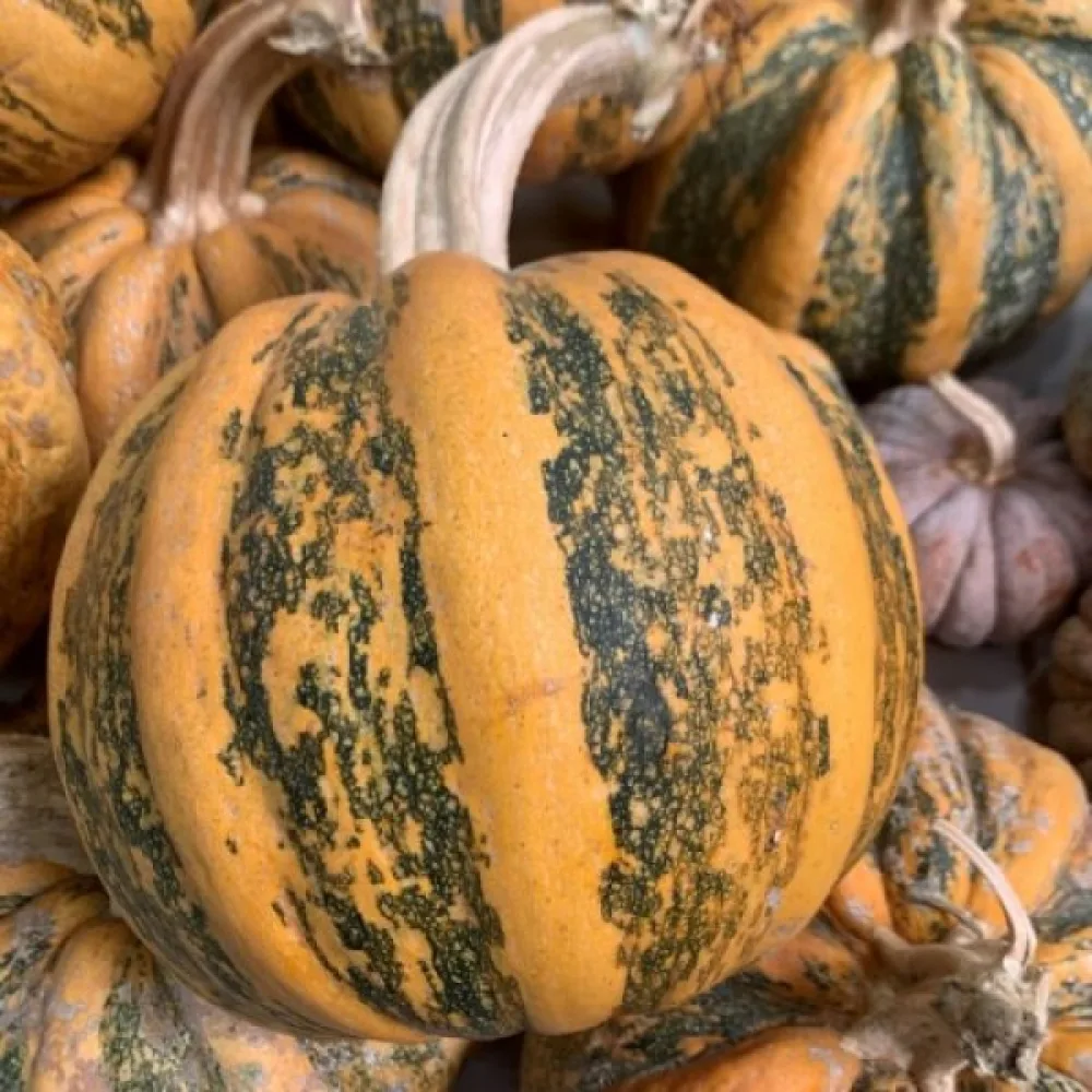 Pumpa 'Tonda Padana'