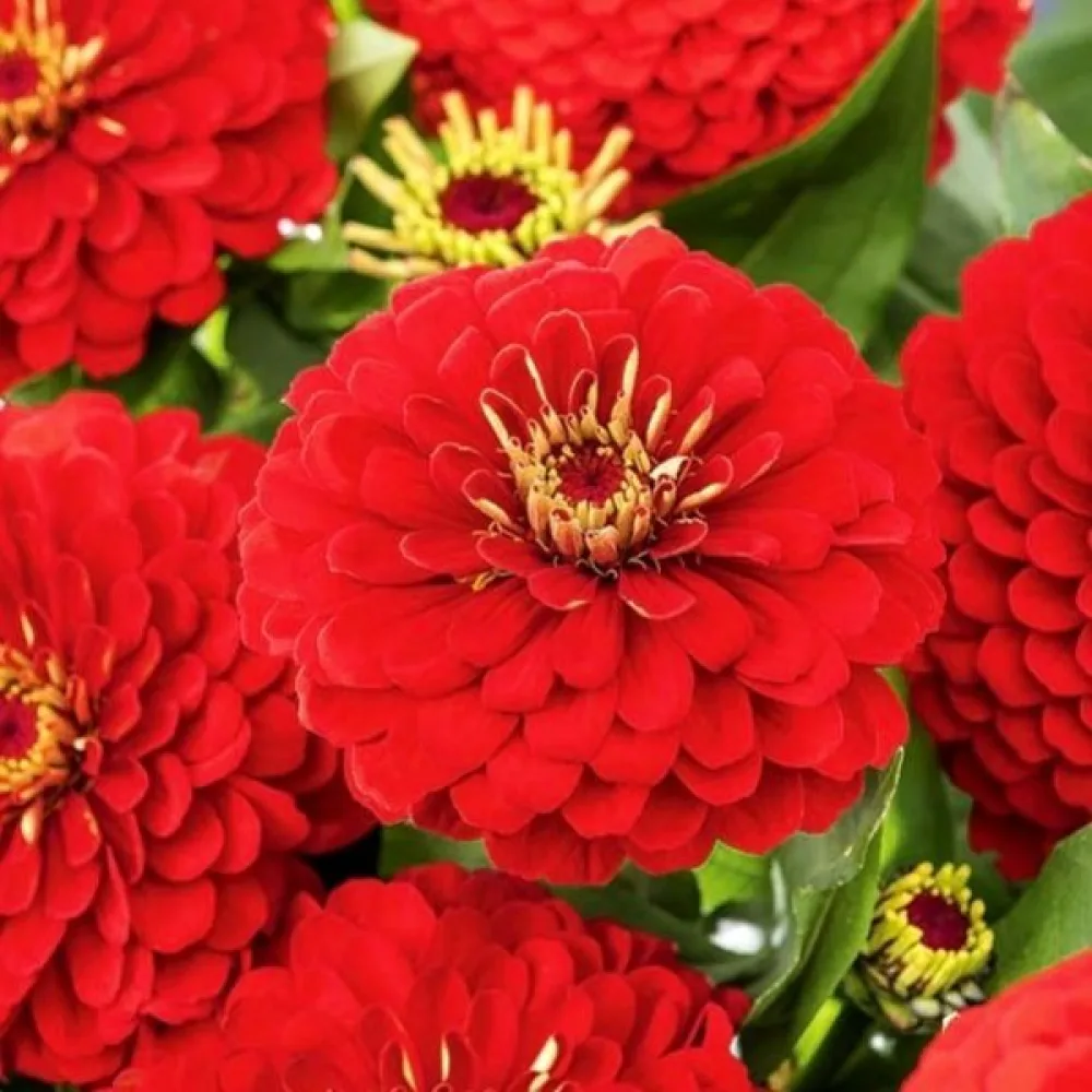 Zinnia 'Scarlet Flame'