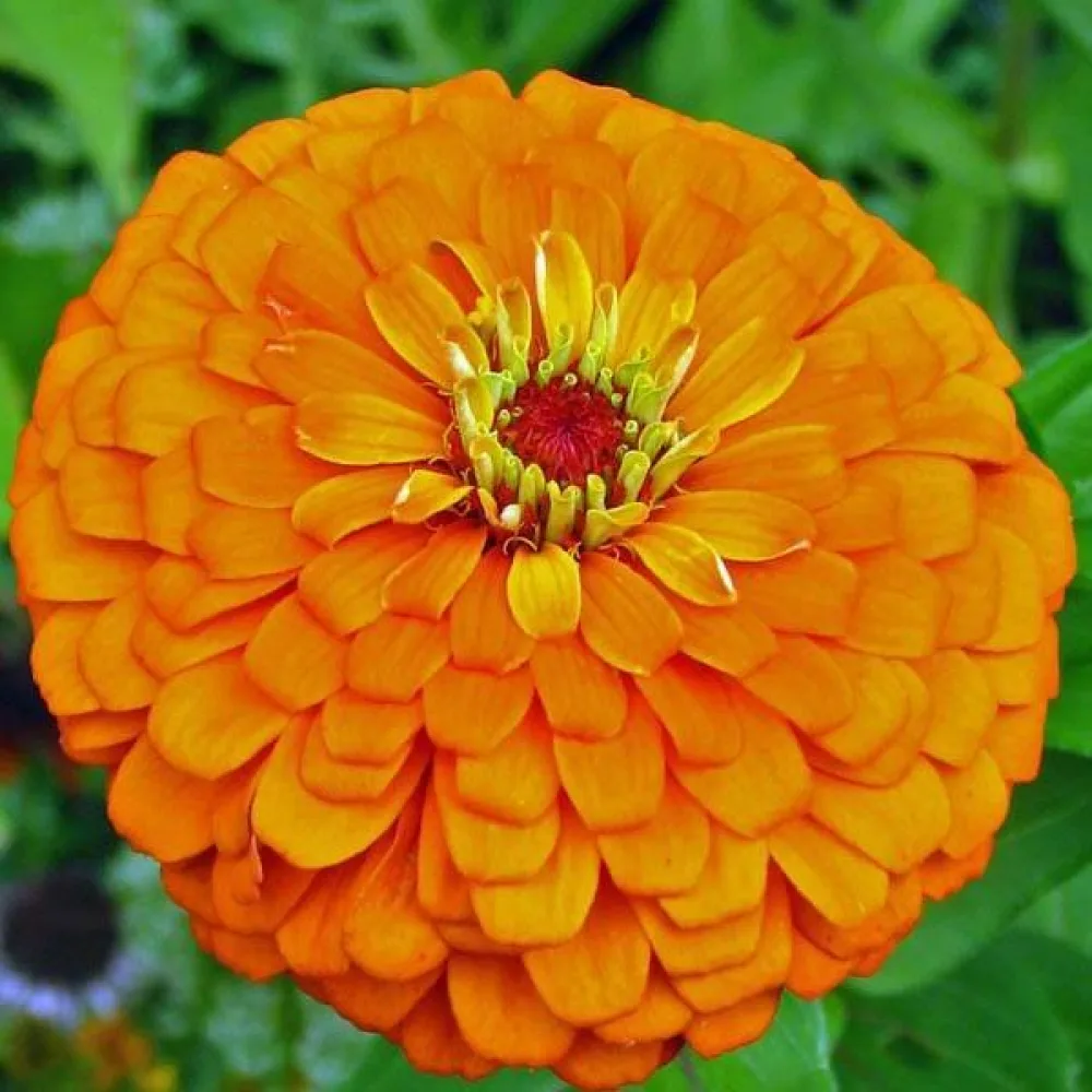 Zinnia 'Golden State'