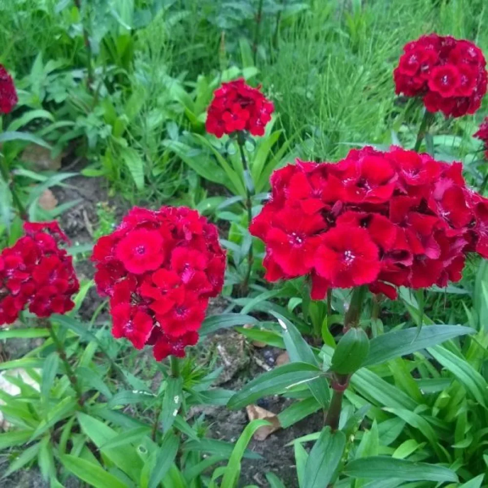 Borstnejlika 'Scarlet Beauty'