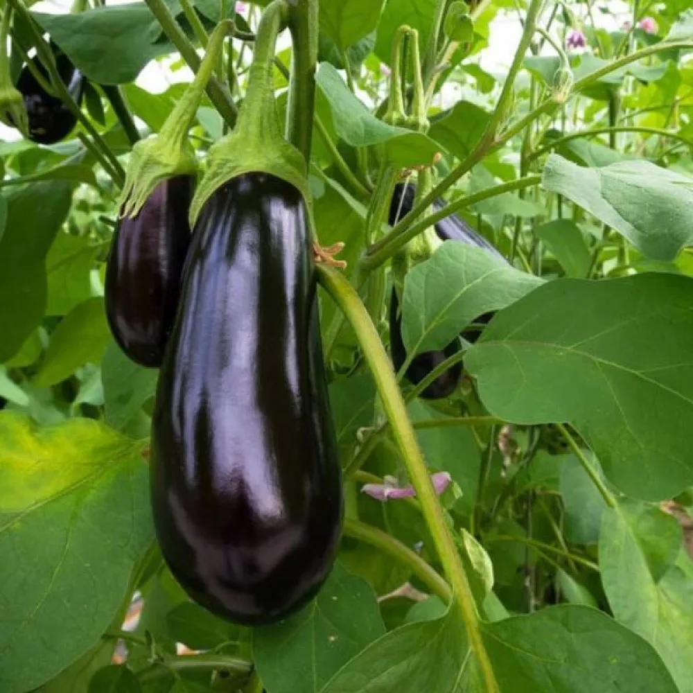Aubergine 'Black Beauty'