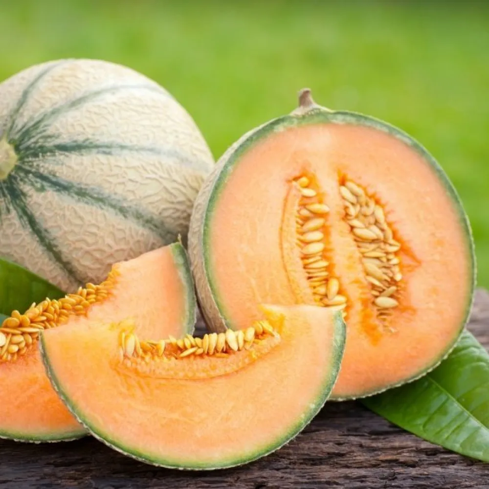 Melon 'Malaga' F1