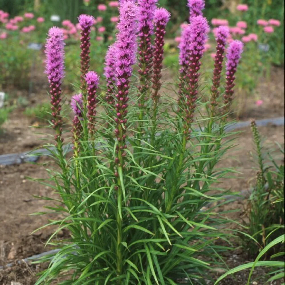 Rosenstav Liatris spicata – rosalila