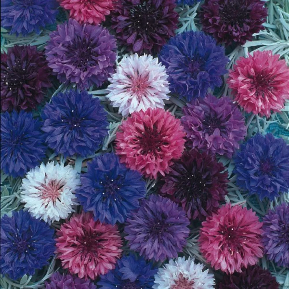 Blåklint 'Polka Dot', mix