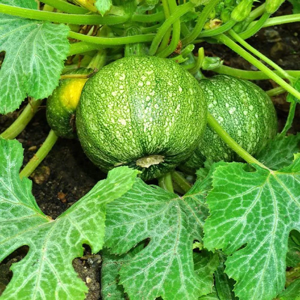Zucchini 'Tondo di Piacenza'