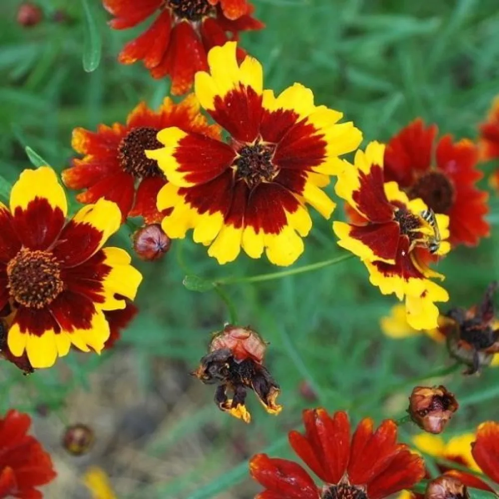 Flicköga 'Radiata' mix
