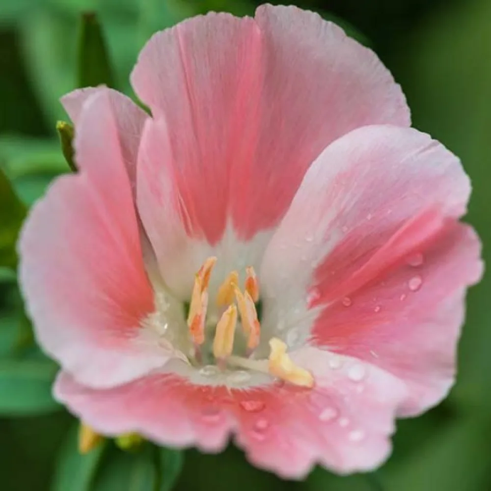 Atlasblomma 'Sybil Sherwood', laxrosa
