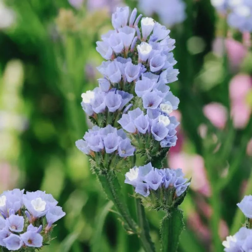 Praktrisp Limonium sinuatum – himmelsblå