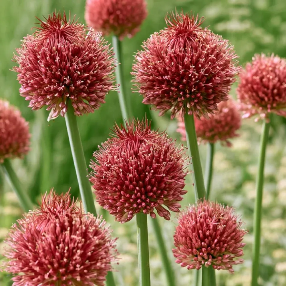 Prydnadslök 'Forelock'