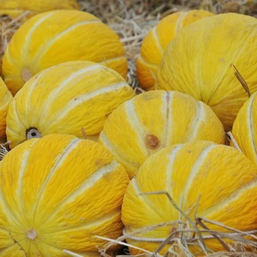 Melon 'Jaune Canari 3'