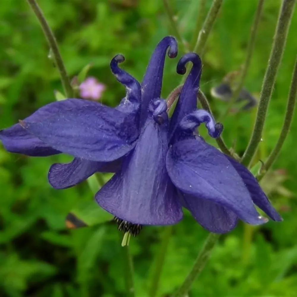 Akleja Aquilegia vulgaris – blå