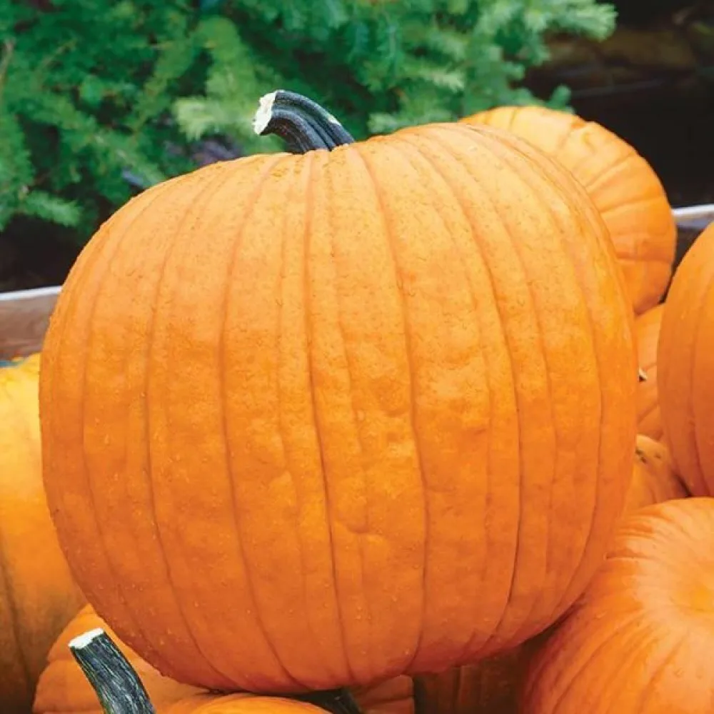 Pumpa 'Howden' 6–11 kg