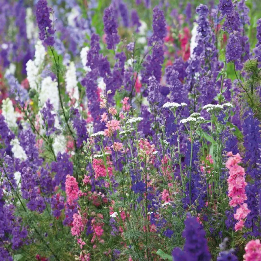 Sommarriddarsporre 'Giant Imperial' – mix