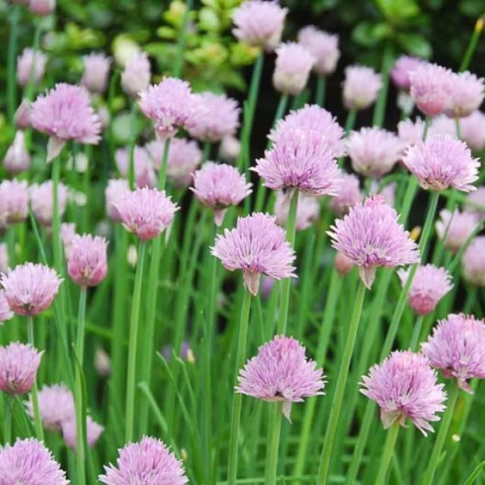 Gräslök, bredbladig – ätliga blommor