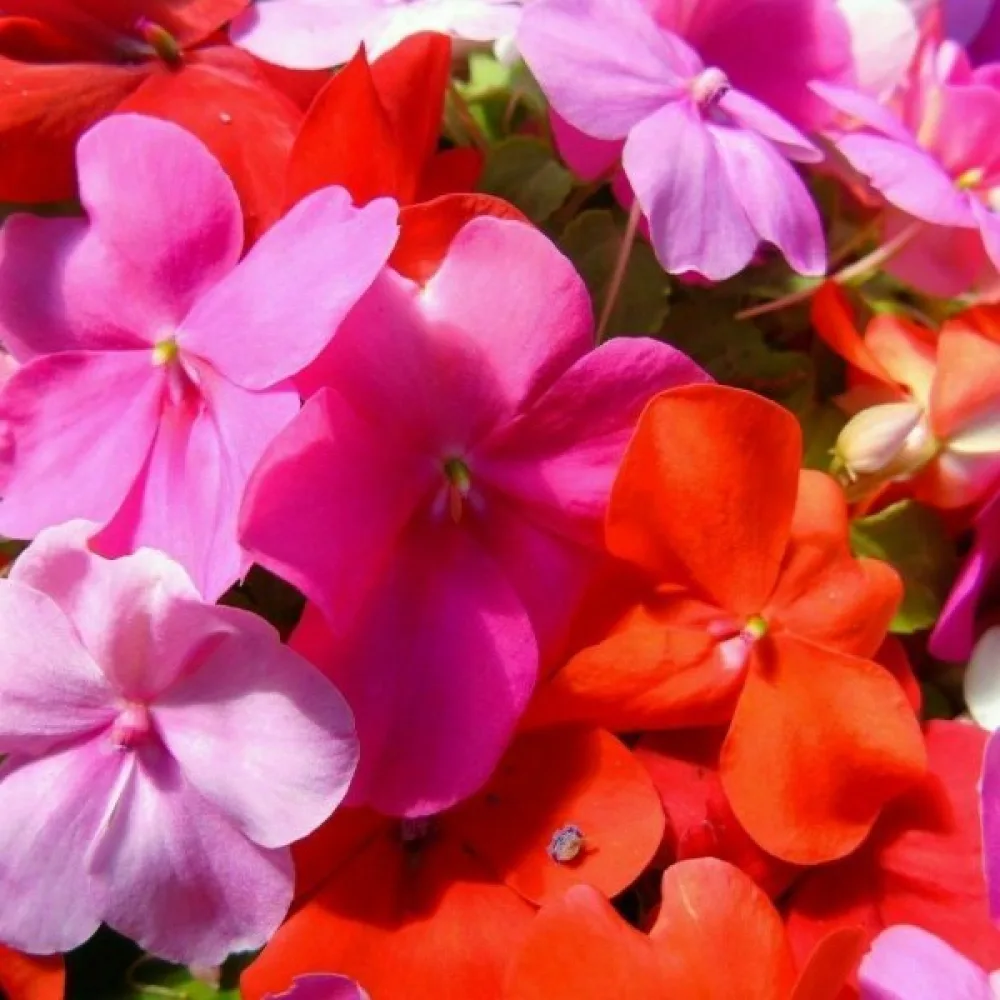 Flitiga Lisa 'Holstii' – mix