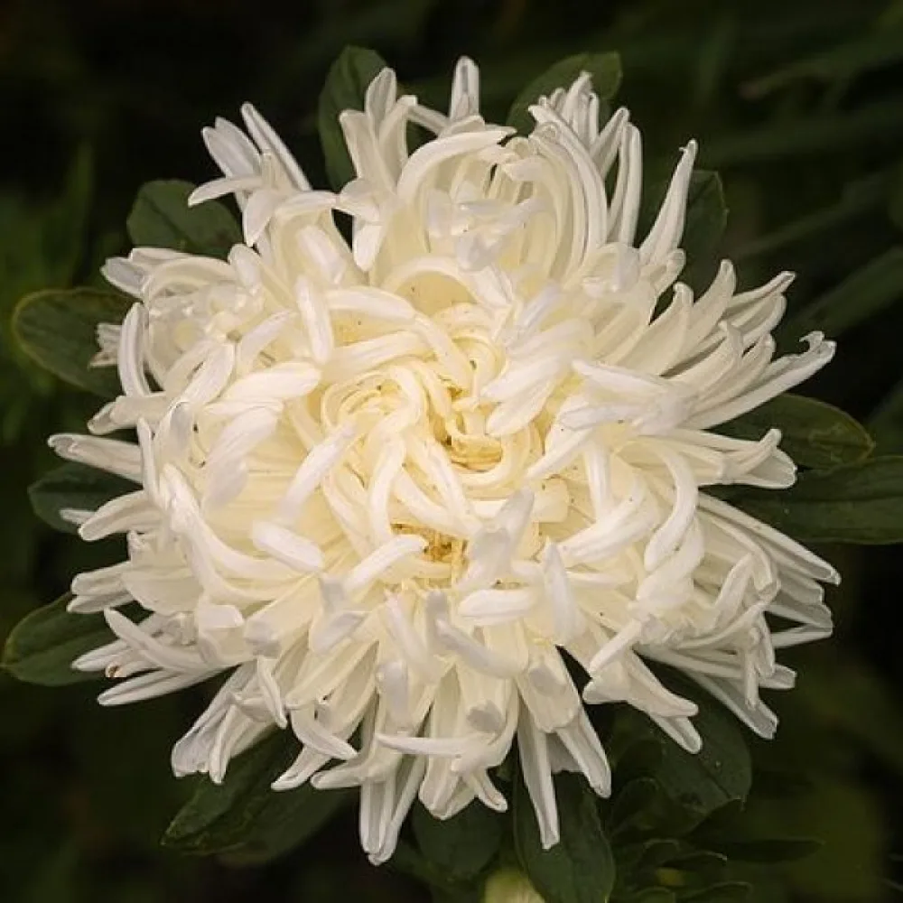 Sommaraster 'Ostrich Plume' vit