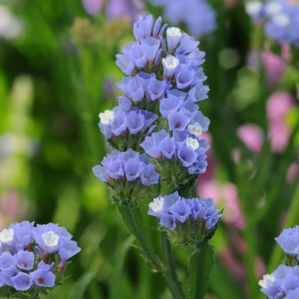Praktrisp Limonium sinuatum – himmelsblå