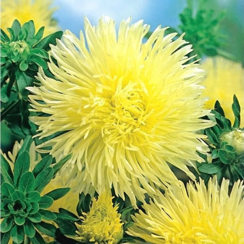 Sommaraster 'Needle Goldstrahl'