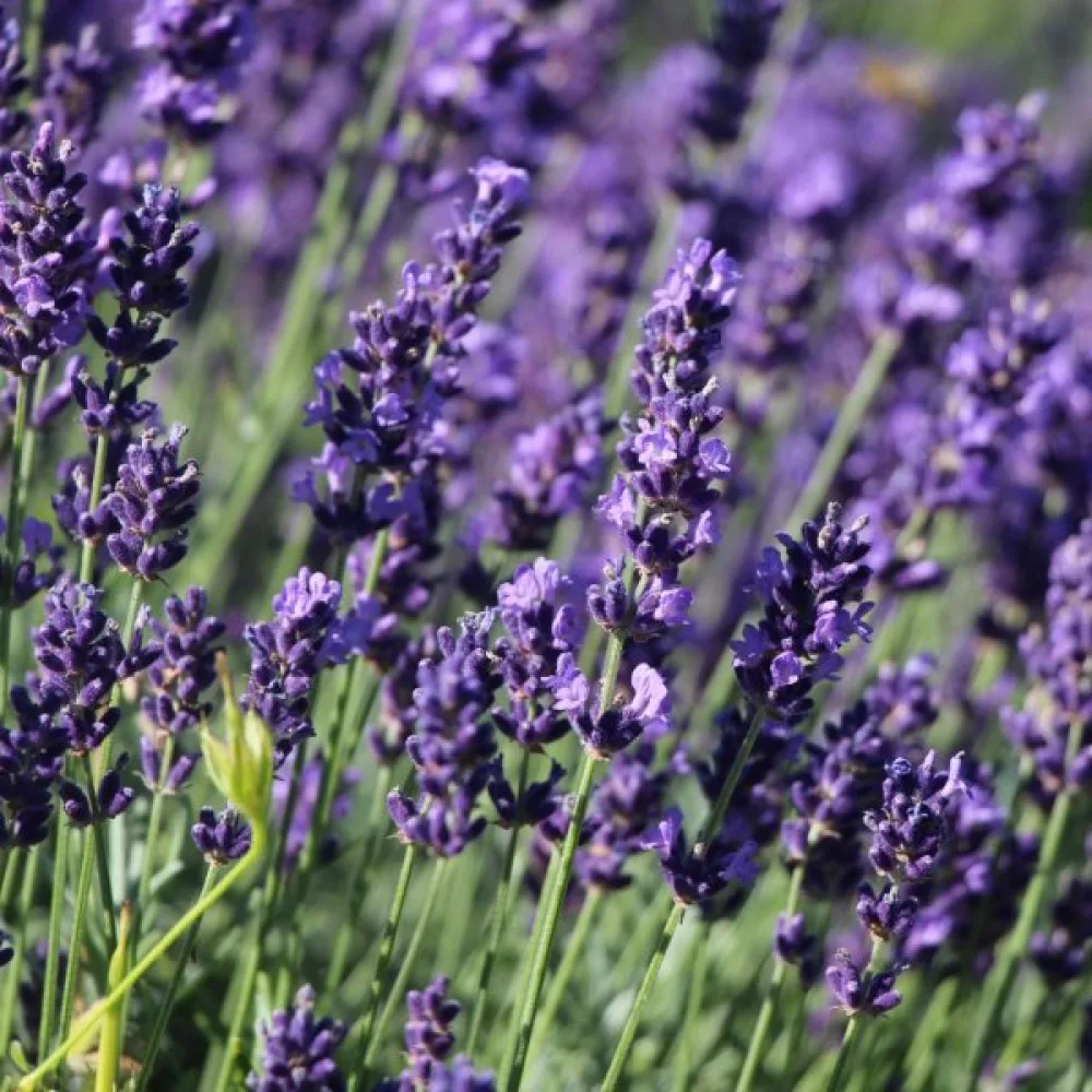 Lavendel 'Hidcote Blue'