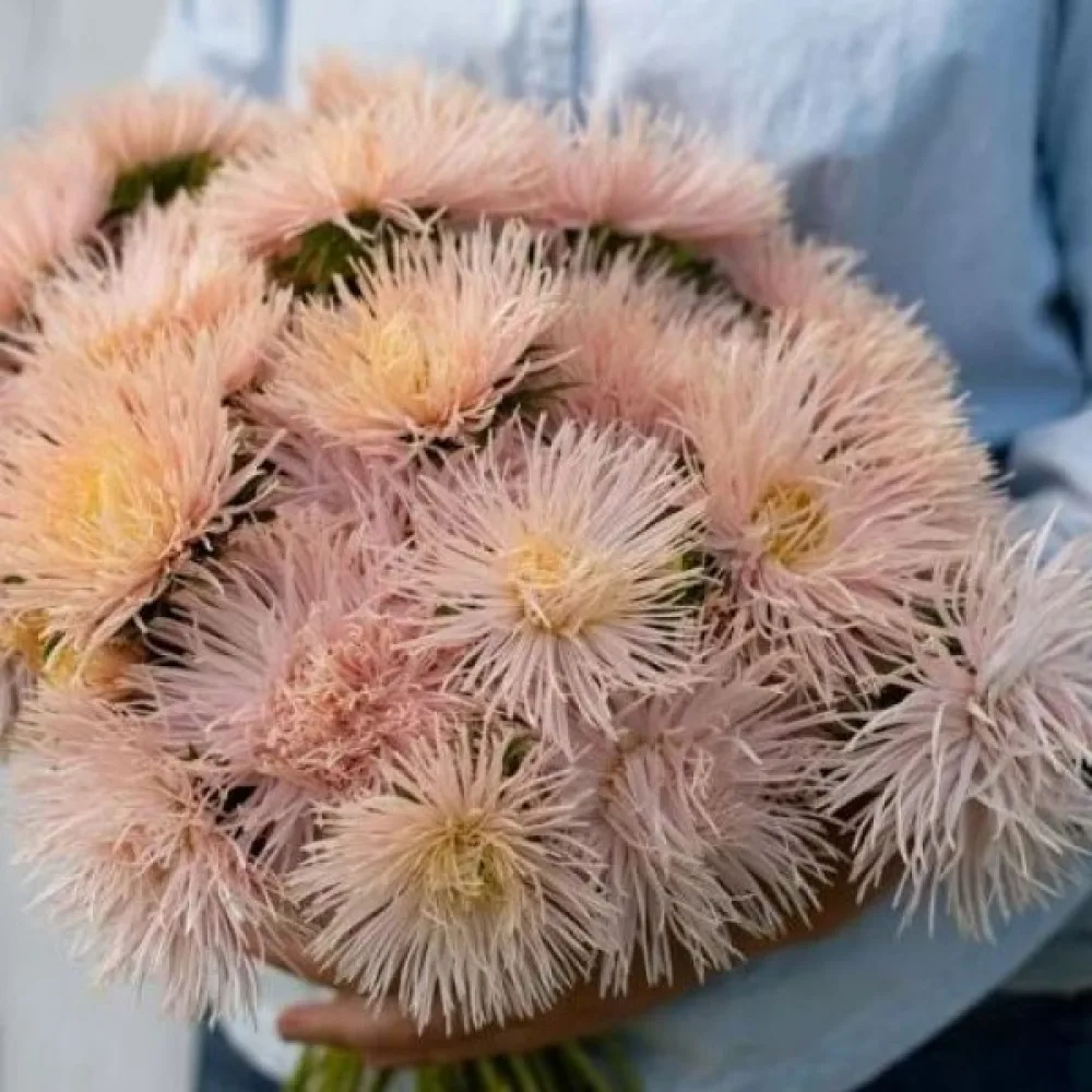 Strålaster 'Nova' chamois