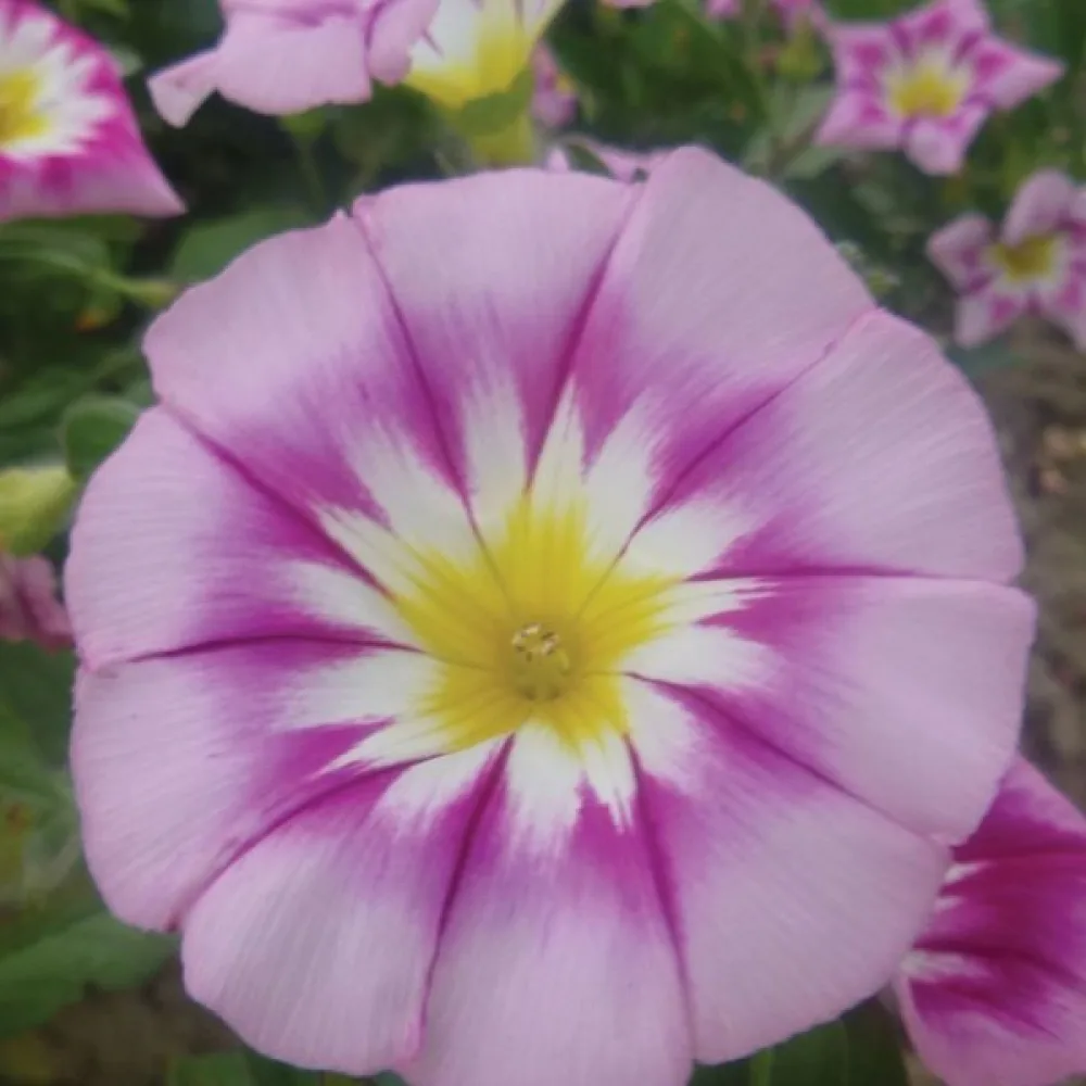 Praktvinda 'Rose Ensign'