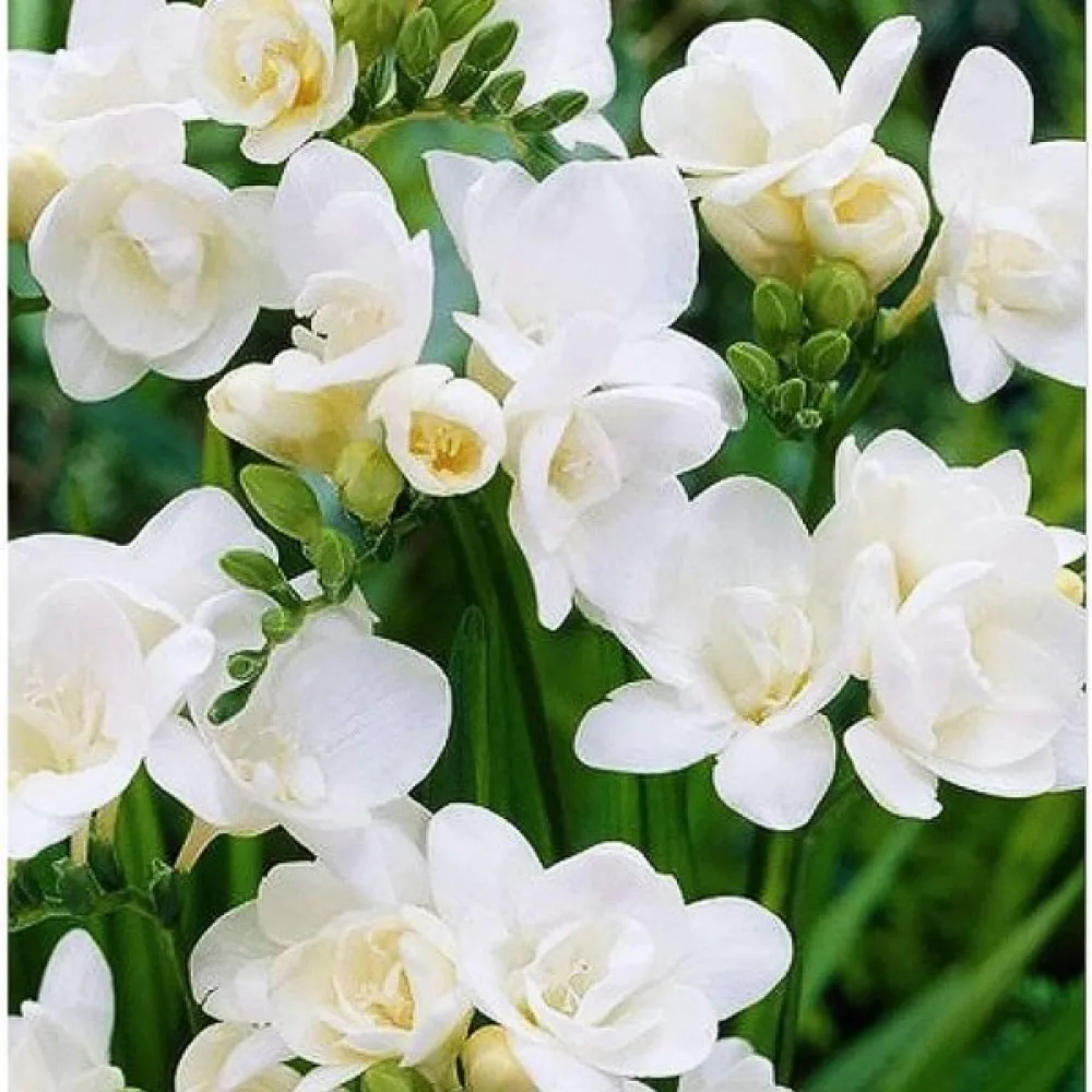 Fresia 'Double white'