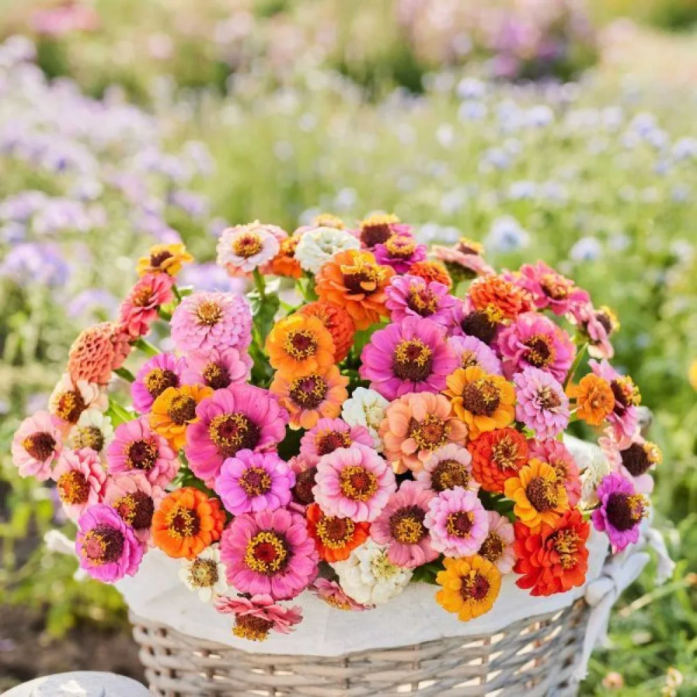 Zinnia 'Button Box' (blandning)