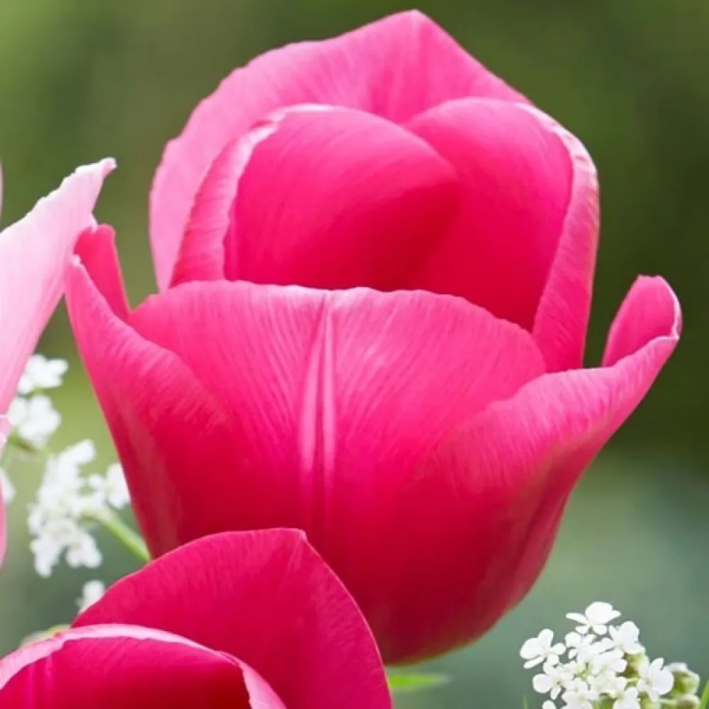 Tulpan 'Carola'