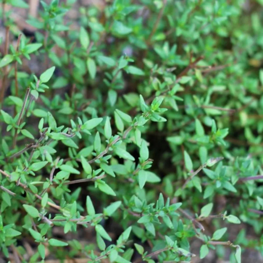 Timjan Thymus vulgaris