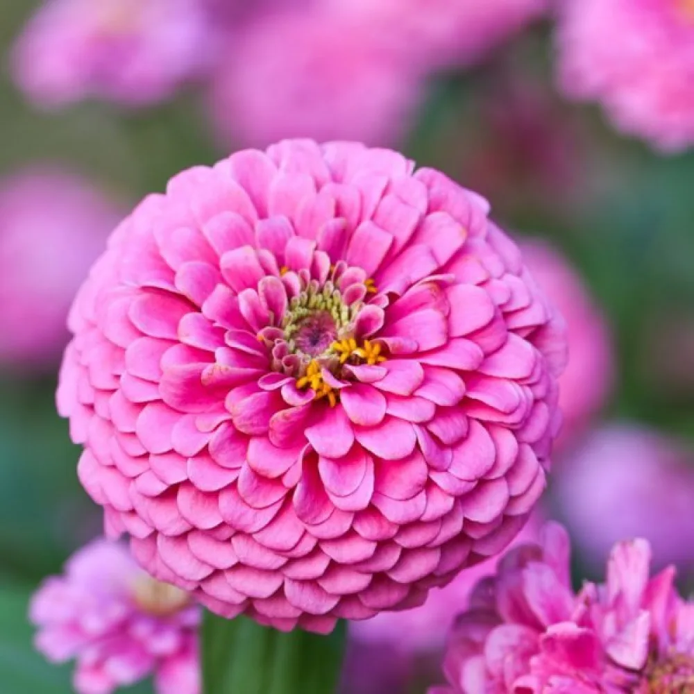 Zinnia 'Miss Willmott'