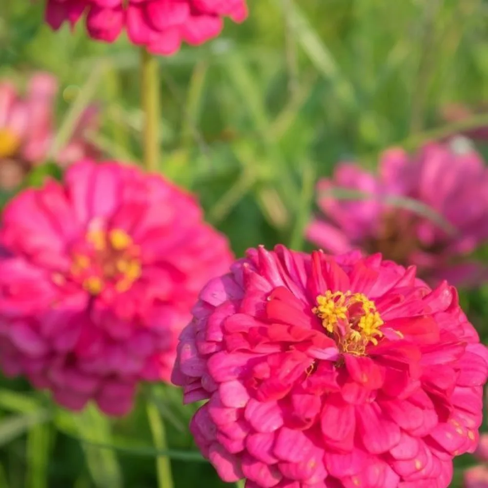 Zinnia 'Illumination'