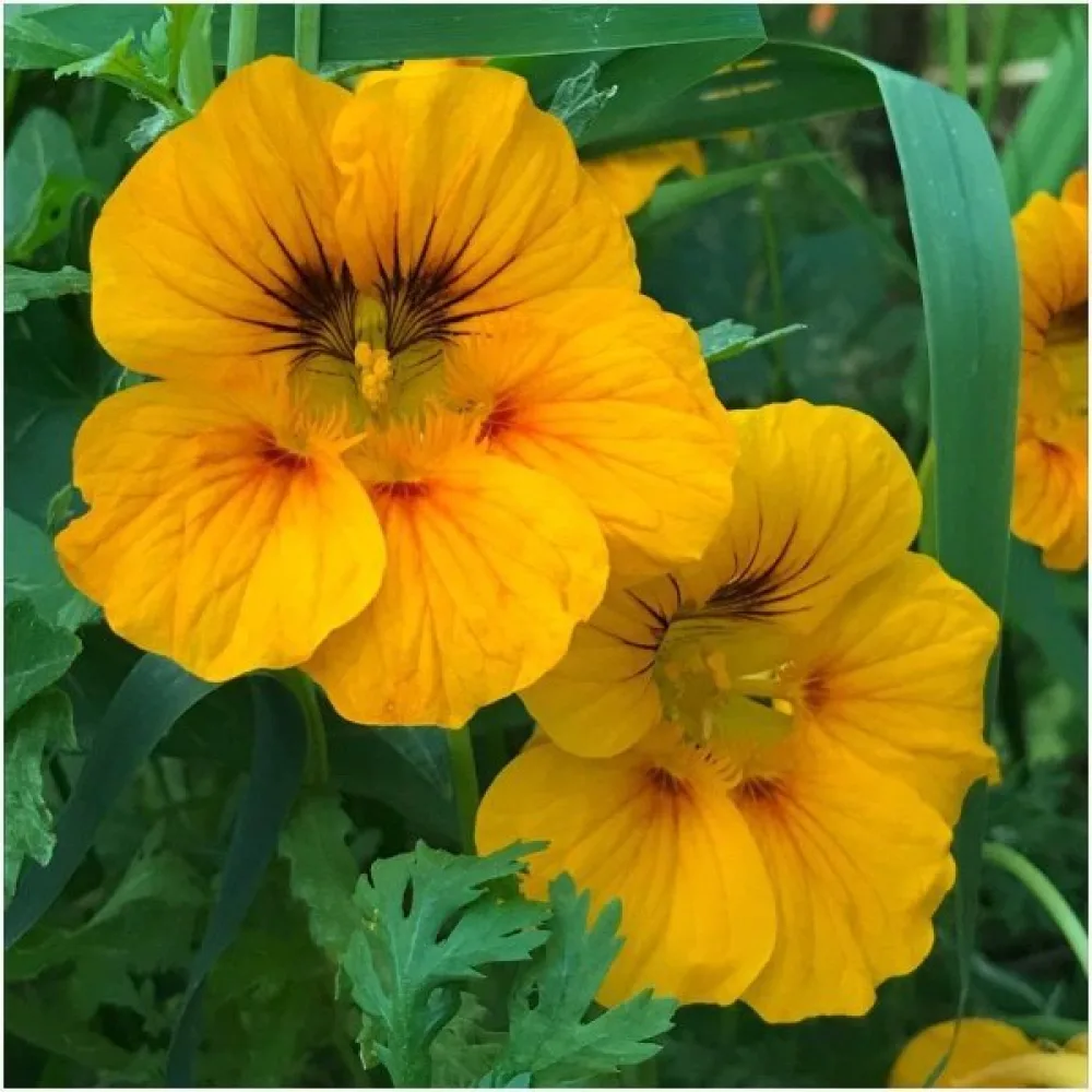 Krasse 'Alaska Gold'