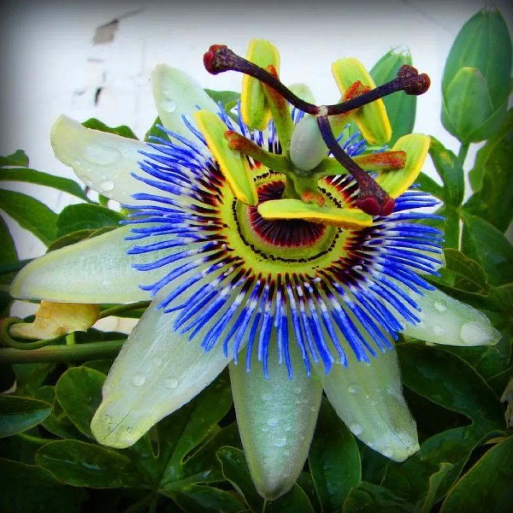 Passionsblomma Passiflora caerulea – blå